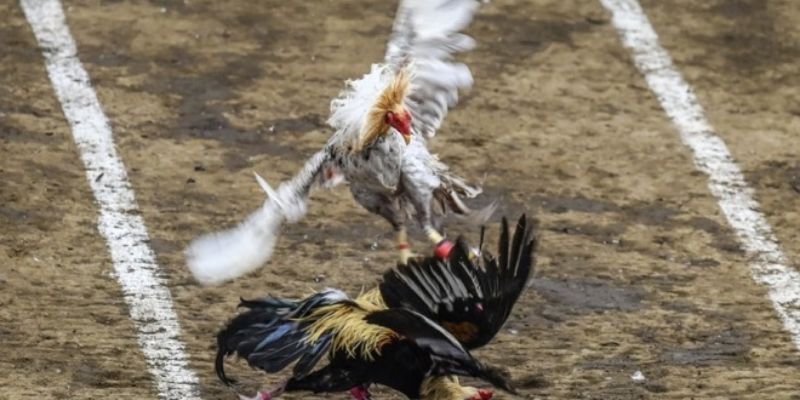 Có thể lựa chọn từ nhiều loại hình tại đá gà VN88 Có thể lựa chọn từ nhiều loại hình tại đá gà VN88